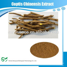 Coptis chinensis franch extract